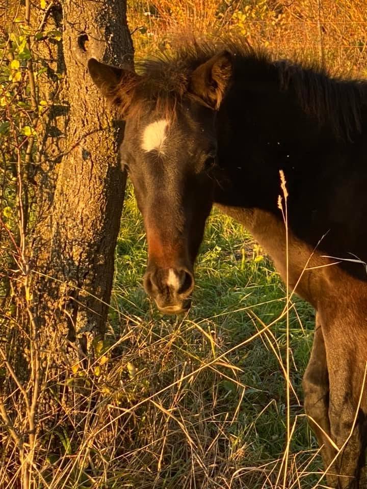 Jeune cheval dans un pré