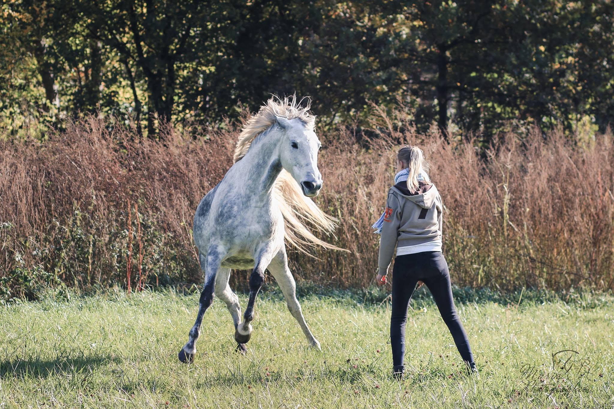 Travail en liberté avec un cheval blanc
